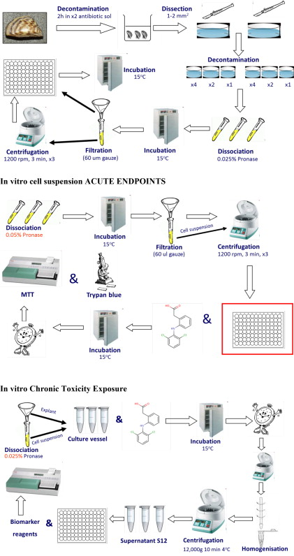 Cell Viability Assay